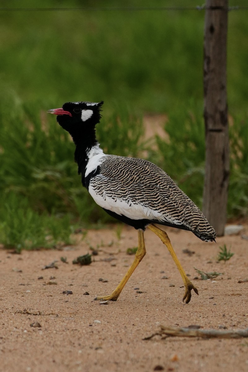 White-quilled Bustard - ML646296799