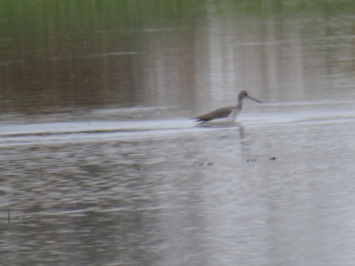 Greater Yellowlegs - ML646296801