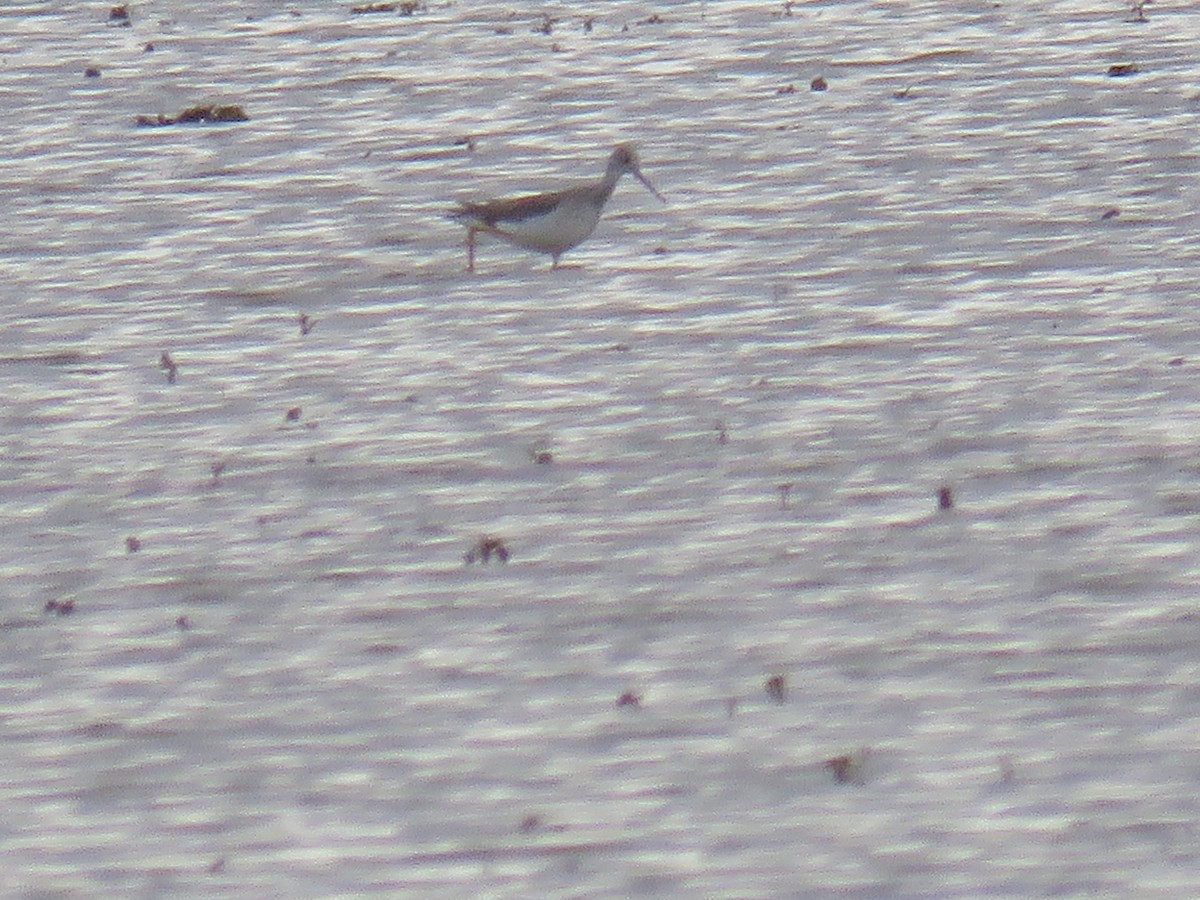 Greater Yellowlegs - ML646296802