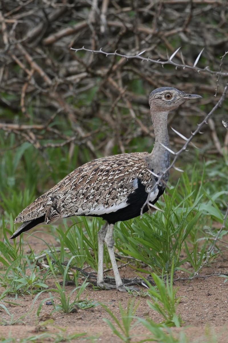 Red-crested Bustard - ML646296806