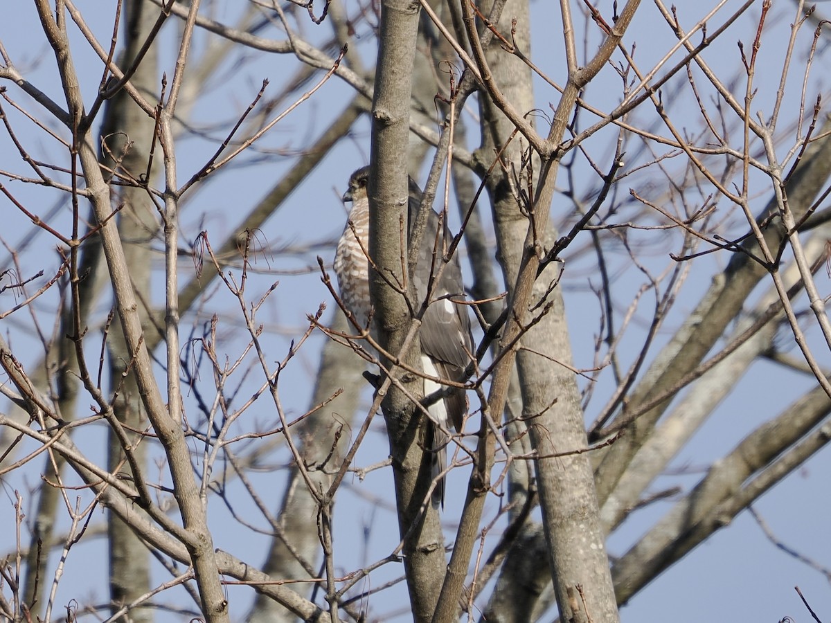 jestřáb americký - ML646296807