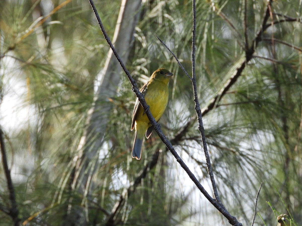 Скригнатка райдужна - ML646296808