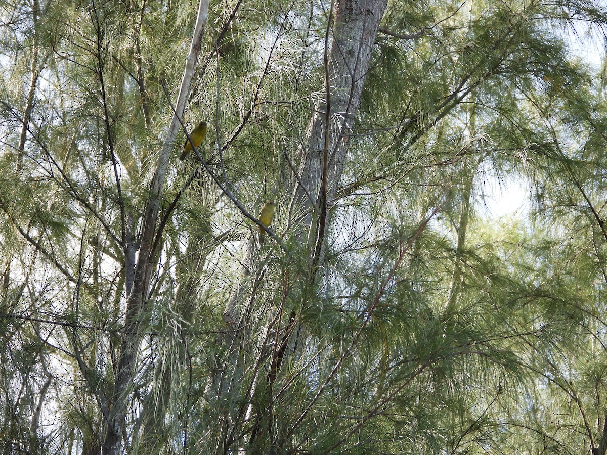 Скригнатка райдужна - ML646296809