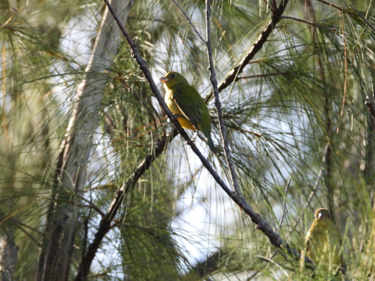 Скригнатка райдужна - ML646296810