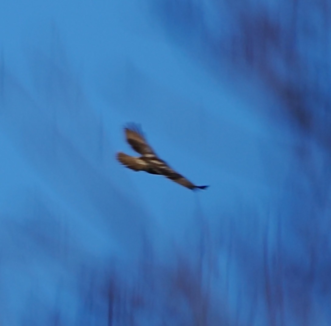 Busardo Colirrojo - ML646296811