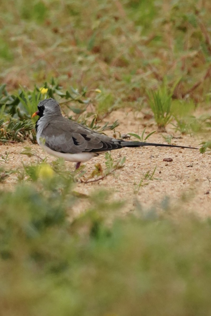Namaqua Dove - ML646296812