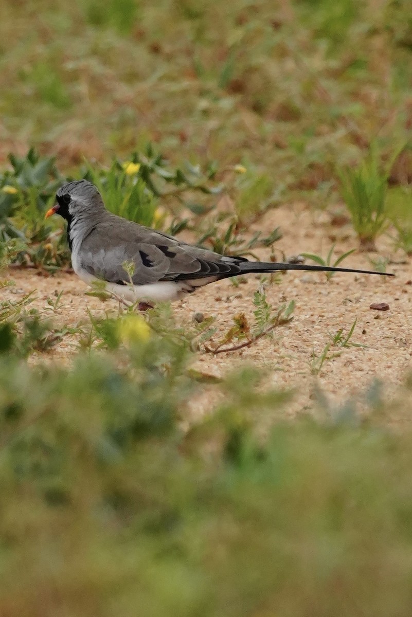 Namaqua Dove - ML646296813