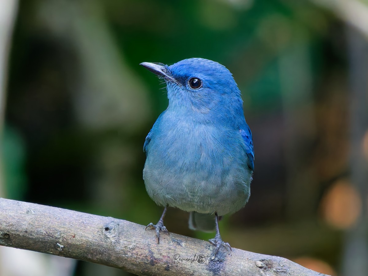 Pale Blue Flycatcher - ML646296814