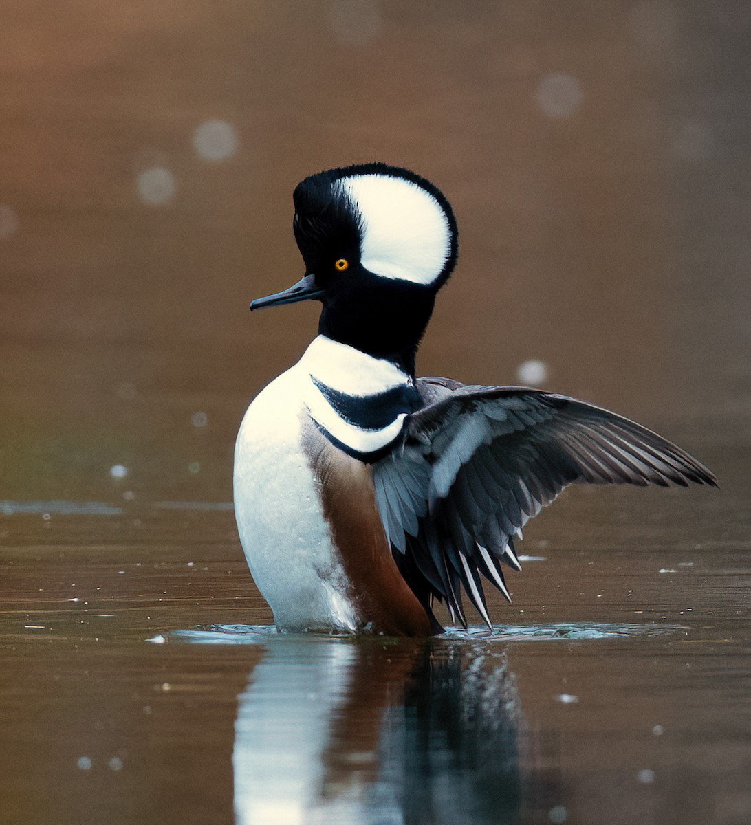 morčák chocholatý - ML646296818