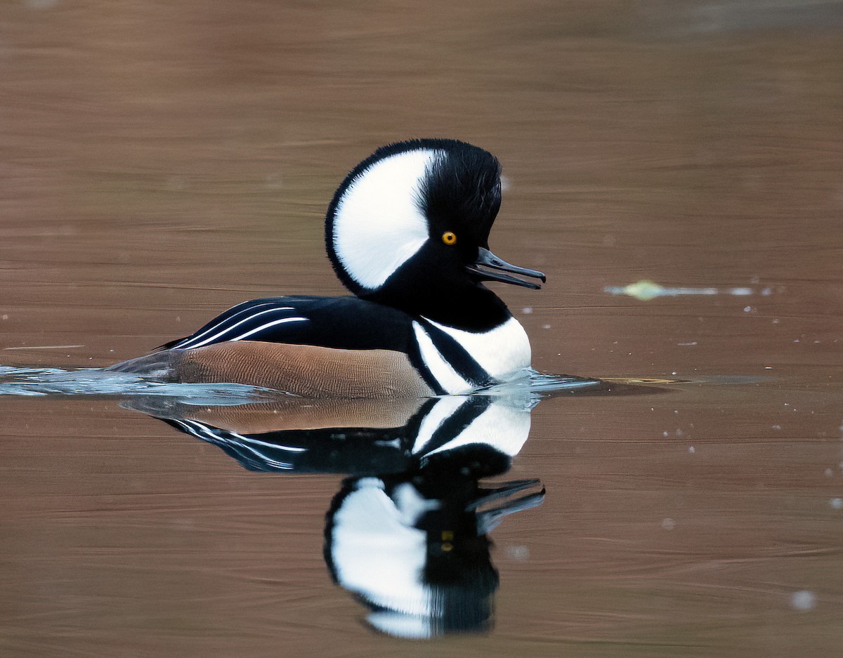 morčák chocholatý - ML646296820