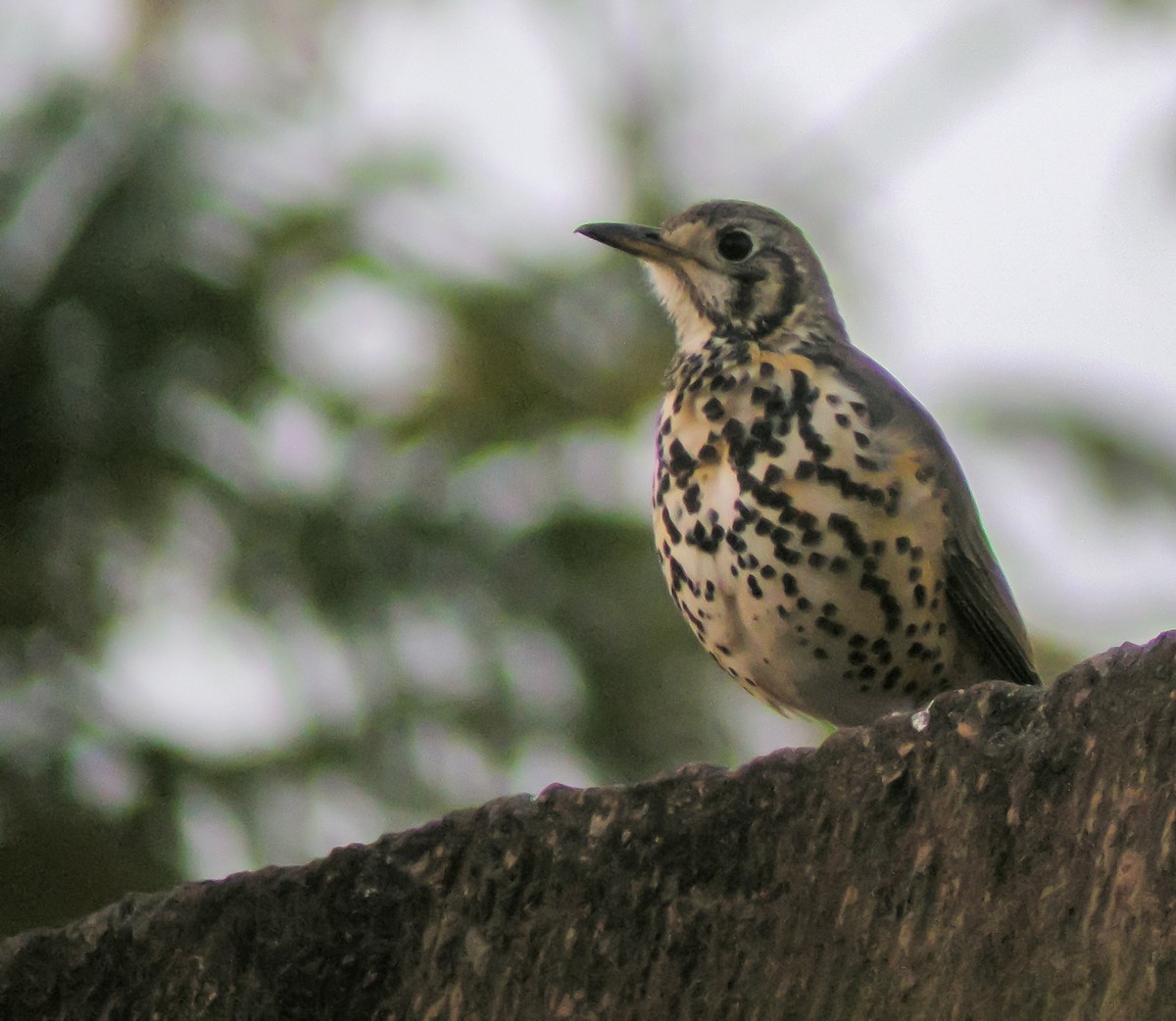 drozd etiopský - ML646296823