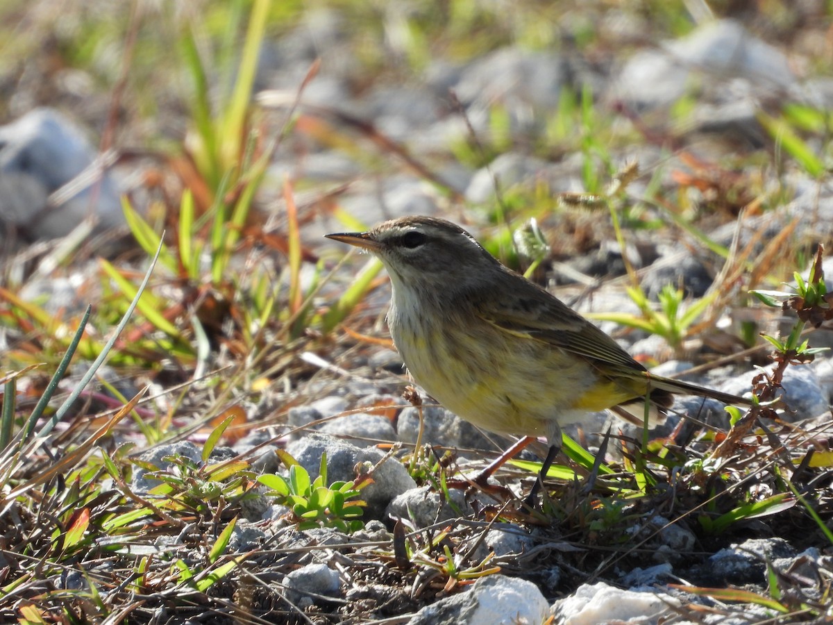 Пісняр-лісовик рудоголовий - ML646296824