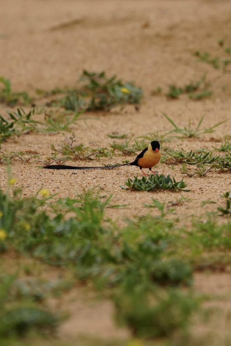 Shaft-tailed Whydah - ML646296825
