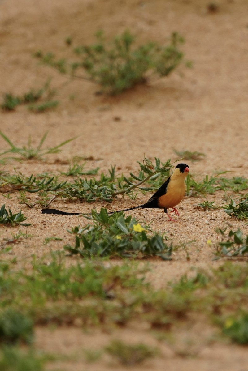 Shaft-tailed Whydah - ML646296826
