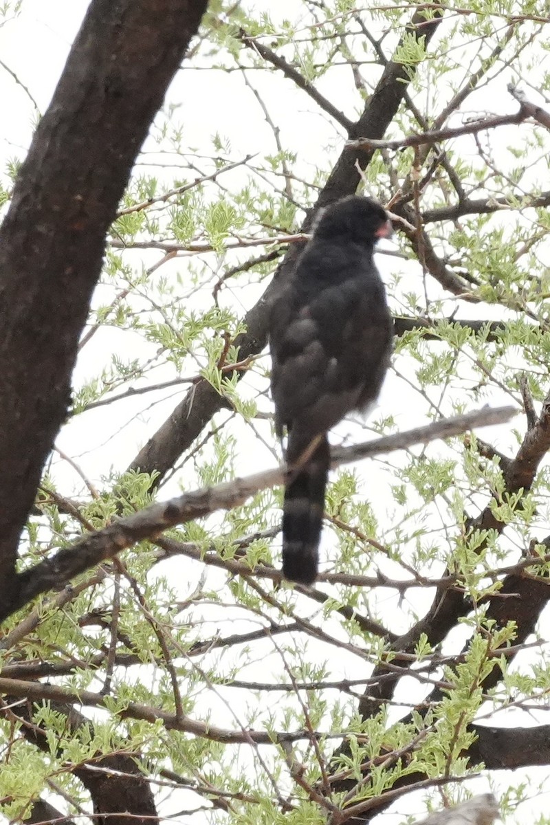 Gabar Goshawk - ML646296829