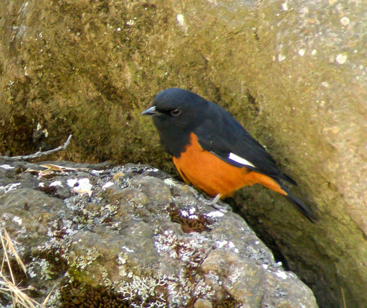 White-winged Cliff-Chat - ML646296830