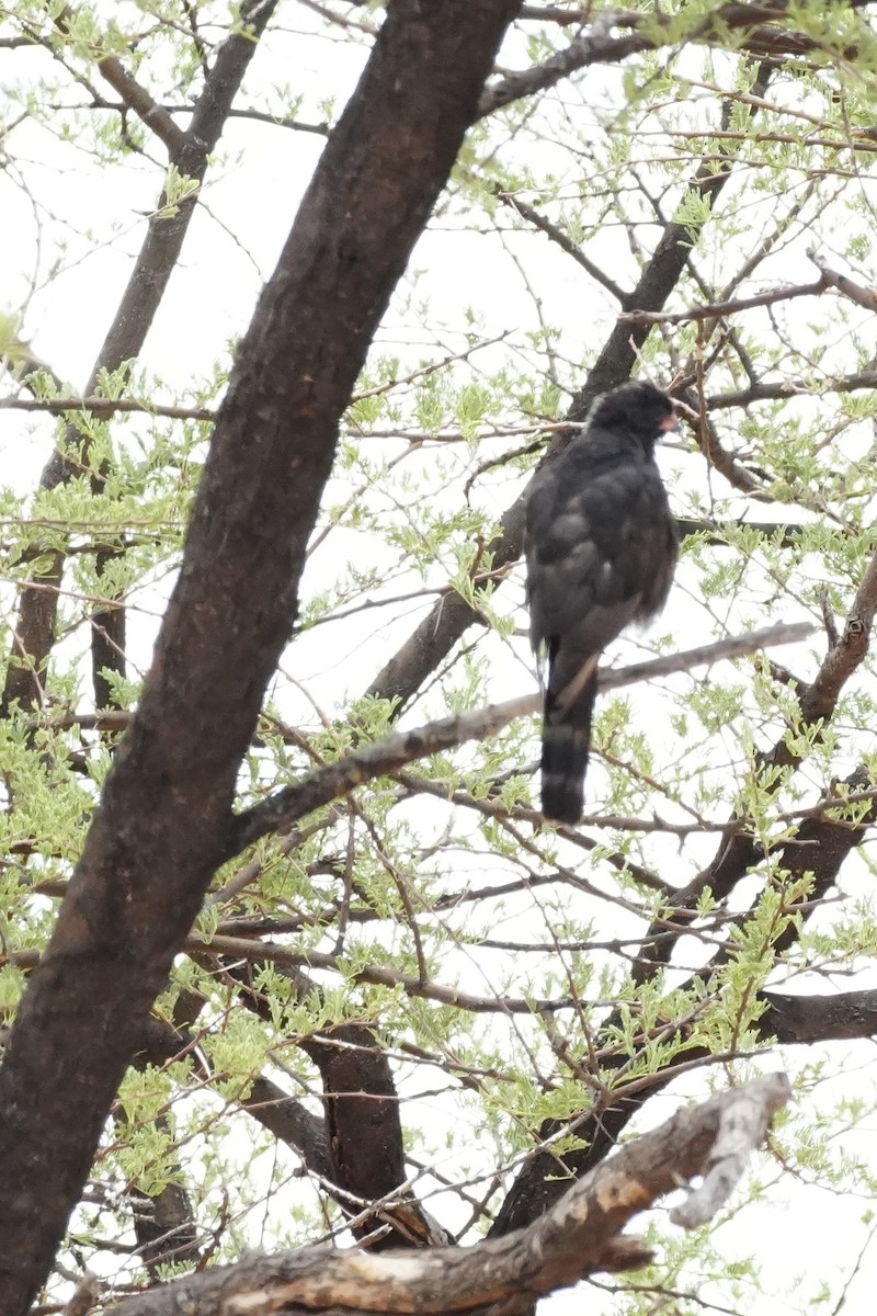Gabar Goshawk - ML646296831