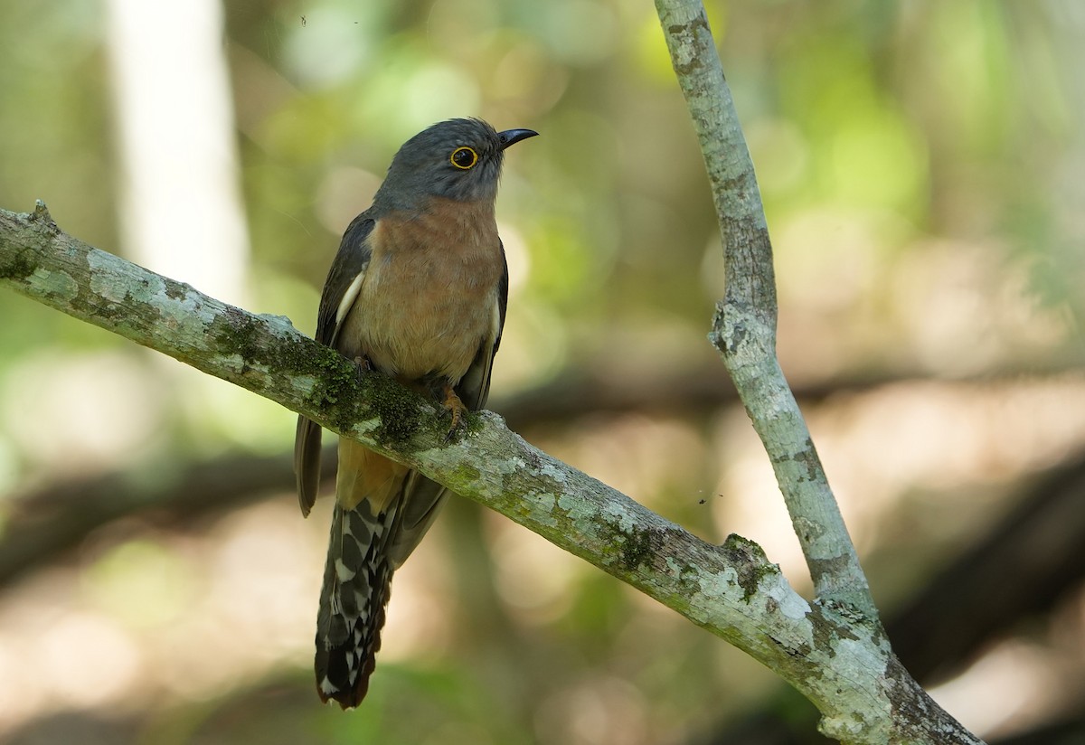 Fan-tailed Cuckoo - ML646296832