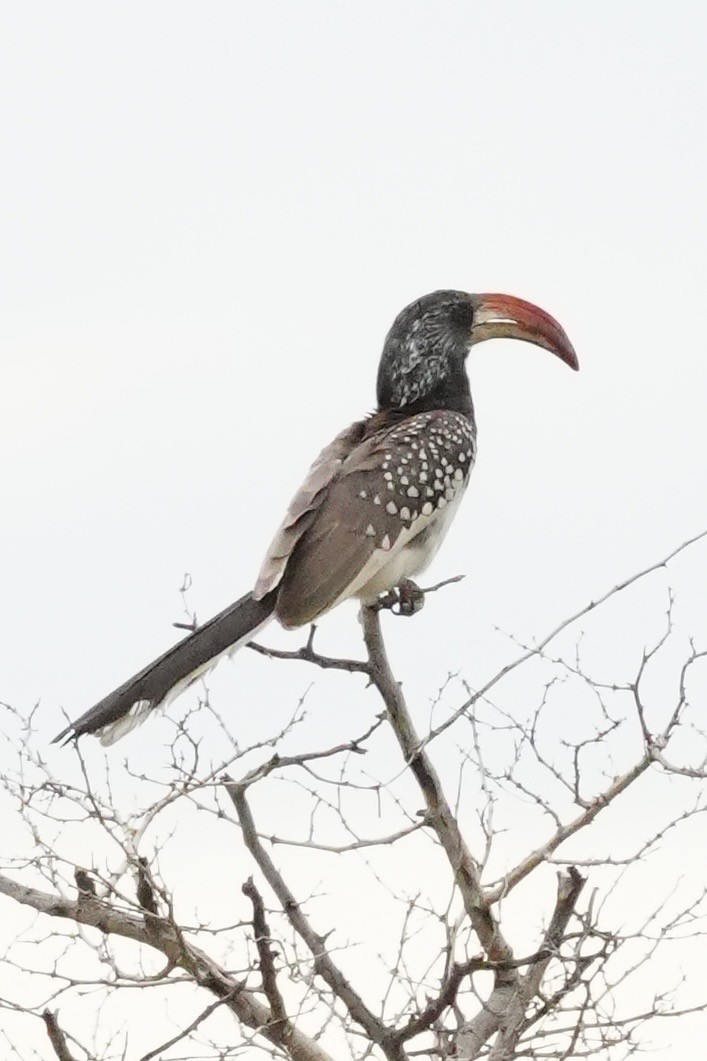 Monteiro's Hornbill - ML646296835