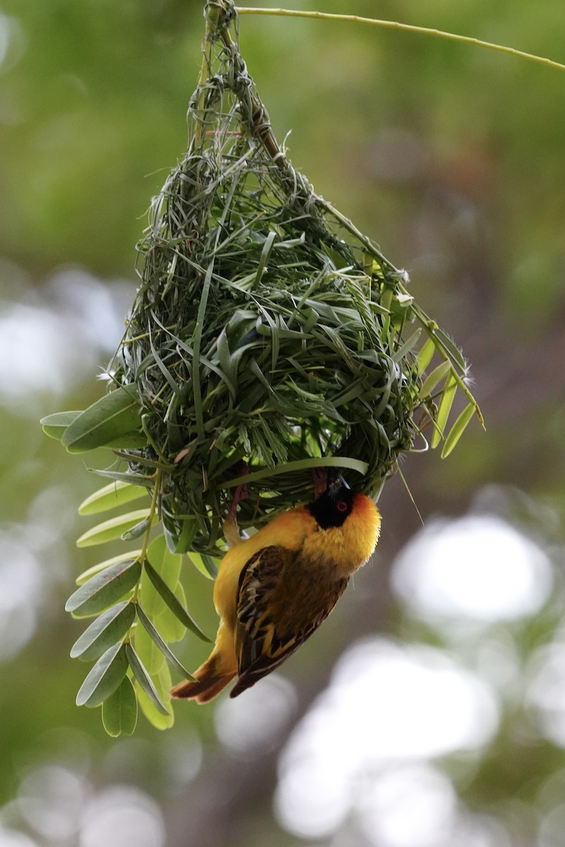 Southern Masked-Weaver - ML646296838