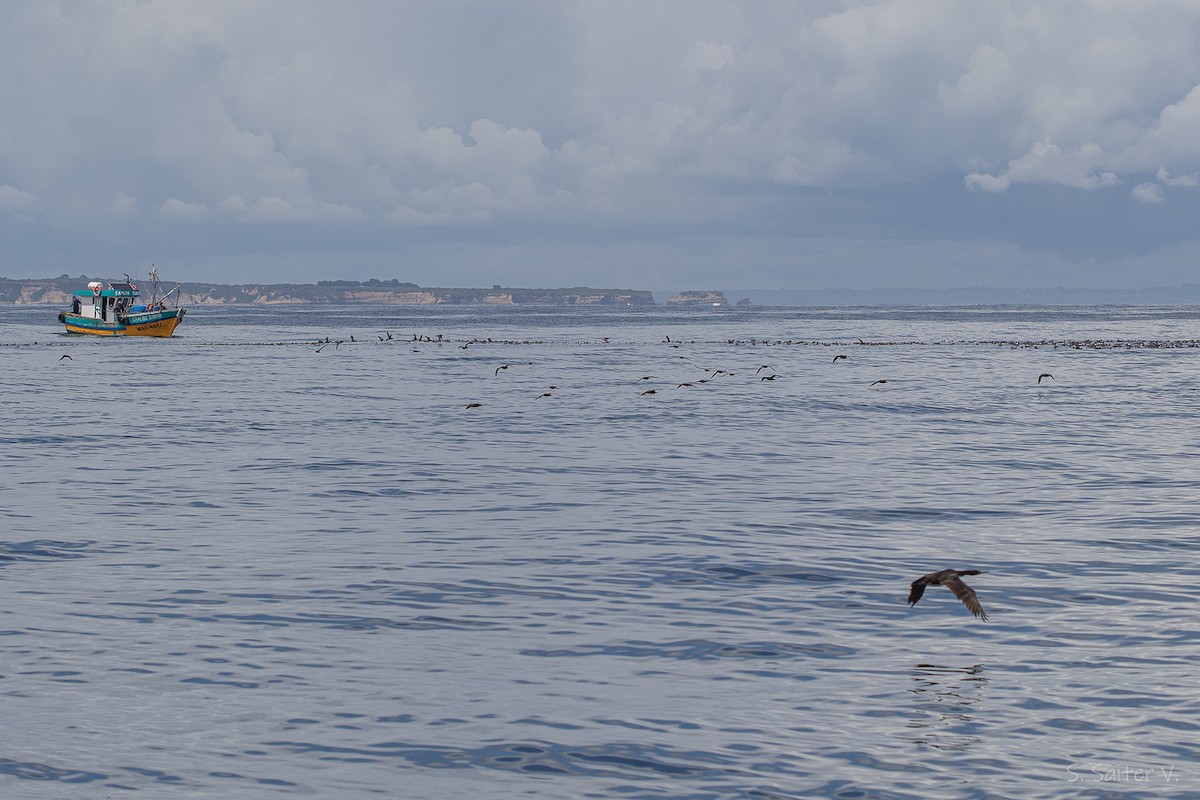 Berta grigia - ML646296840