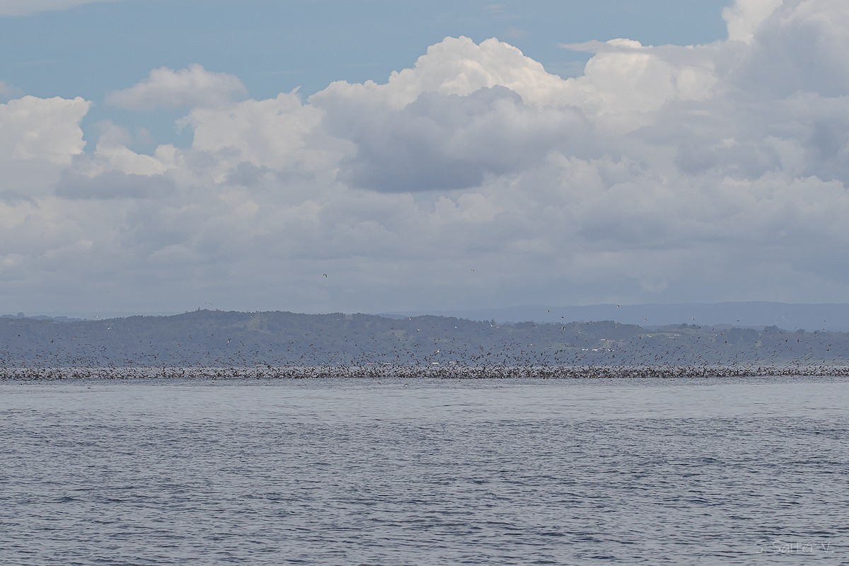 Berta grigia - ML646296841