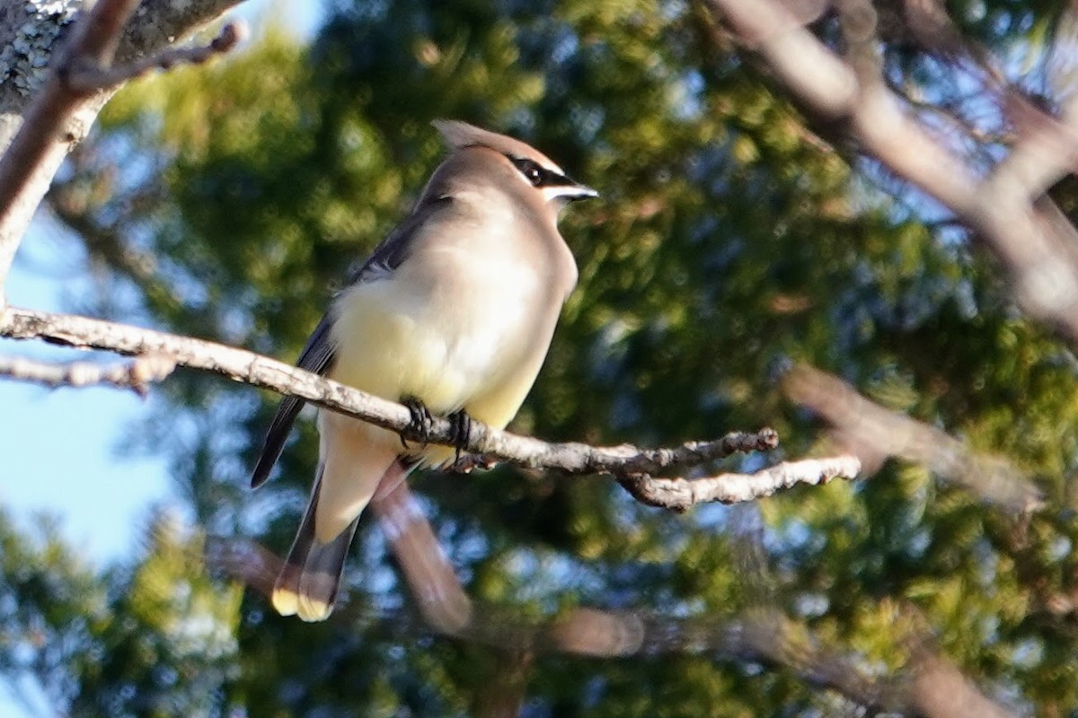 Cedar Waxwing - ML646296842