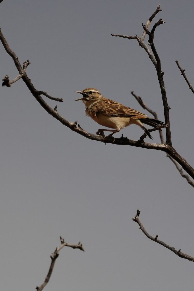 Sabota Lark - ML646296844