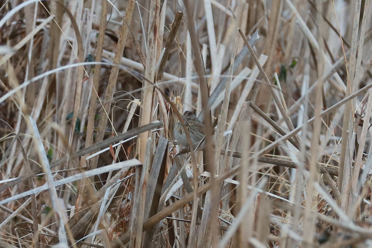 Lincoln's Sparrow - ML646296852