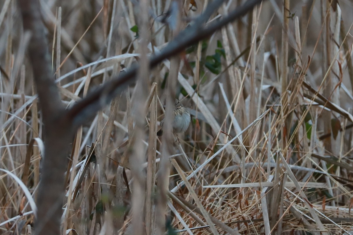 Lincoln's Sparrow - ML646296853
