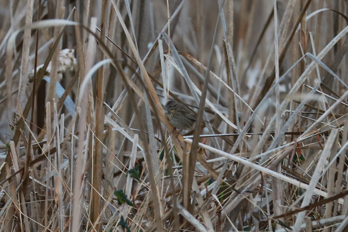 Lincoln's Sparrow - ML646296854
