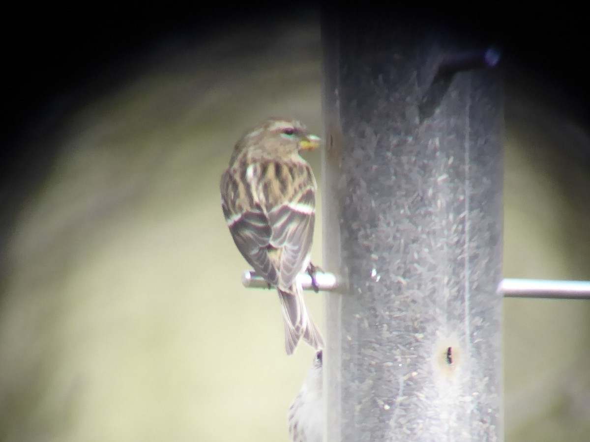 Redpoll (Lesser) - ML646296855