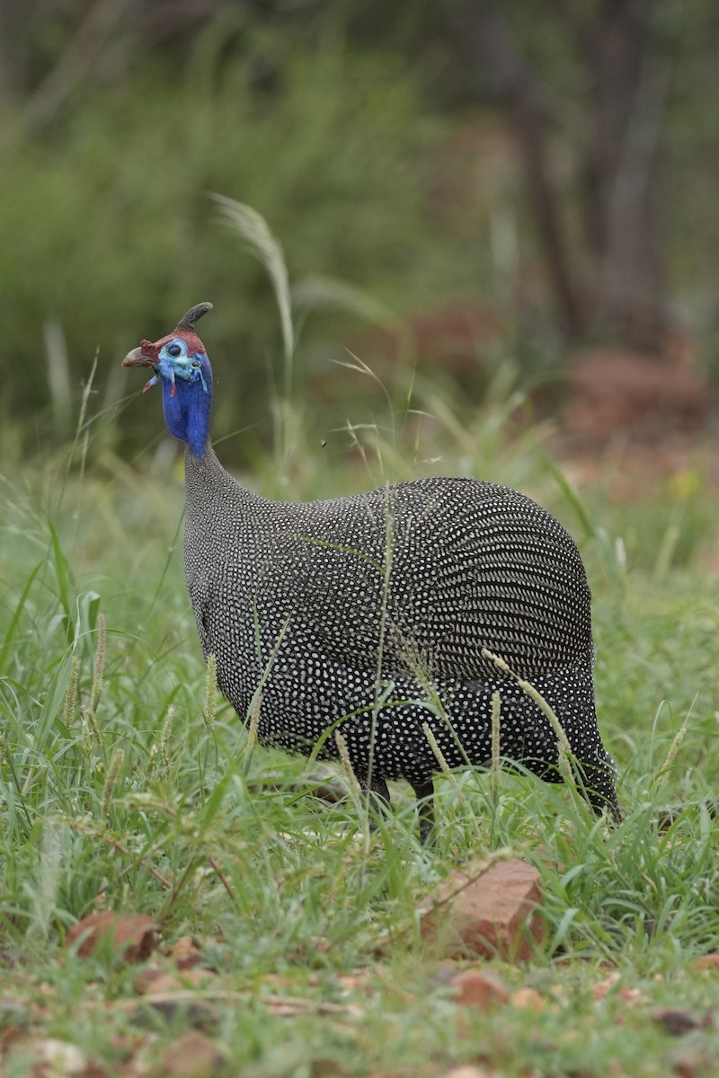 Helmeted Guineafowl - ML646296856