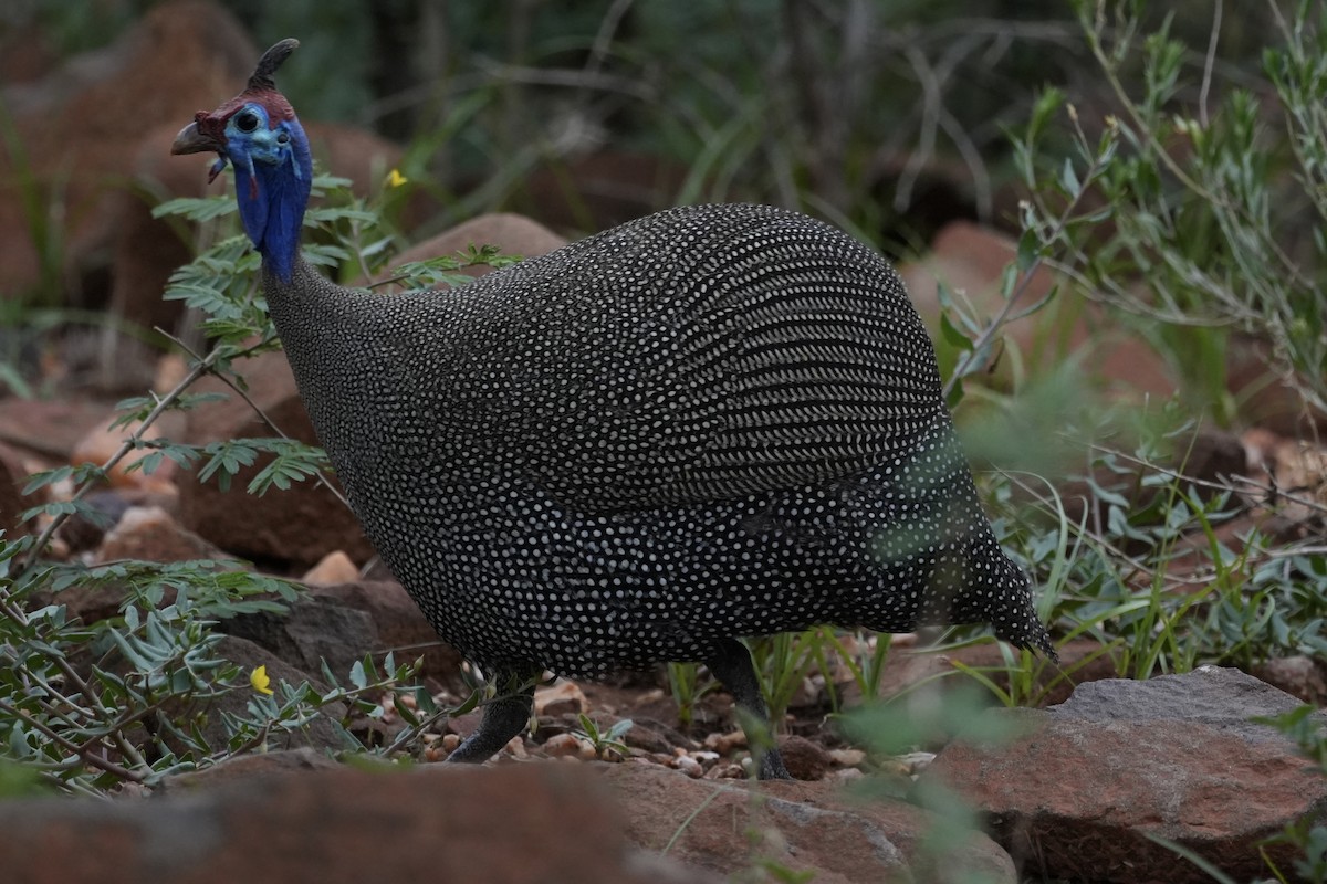 Helmeted Guineafowl - ML646296857