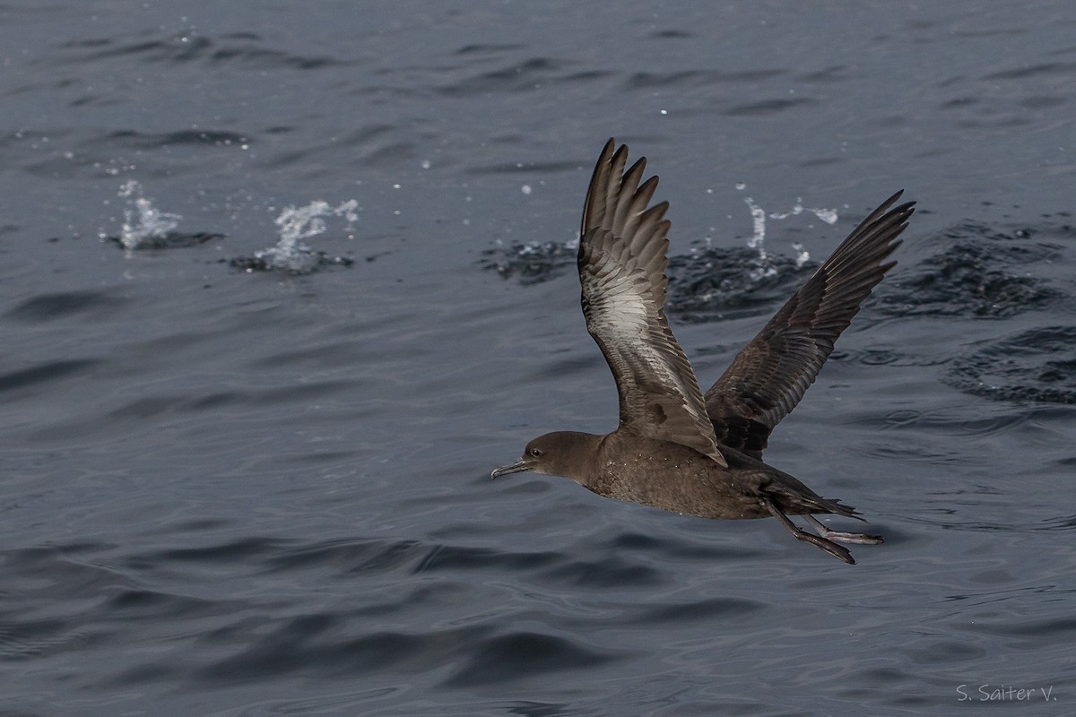 Berta grigia - ML646296861