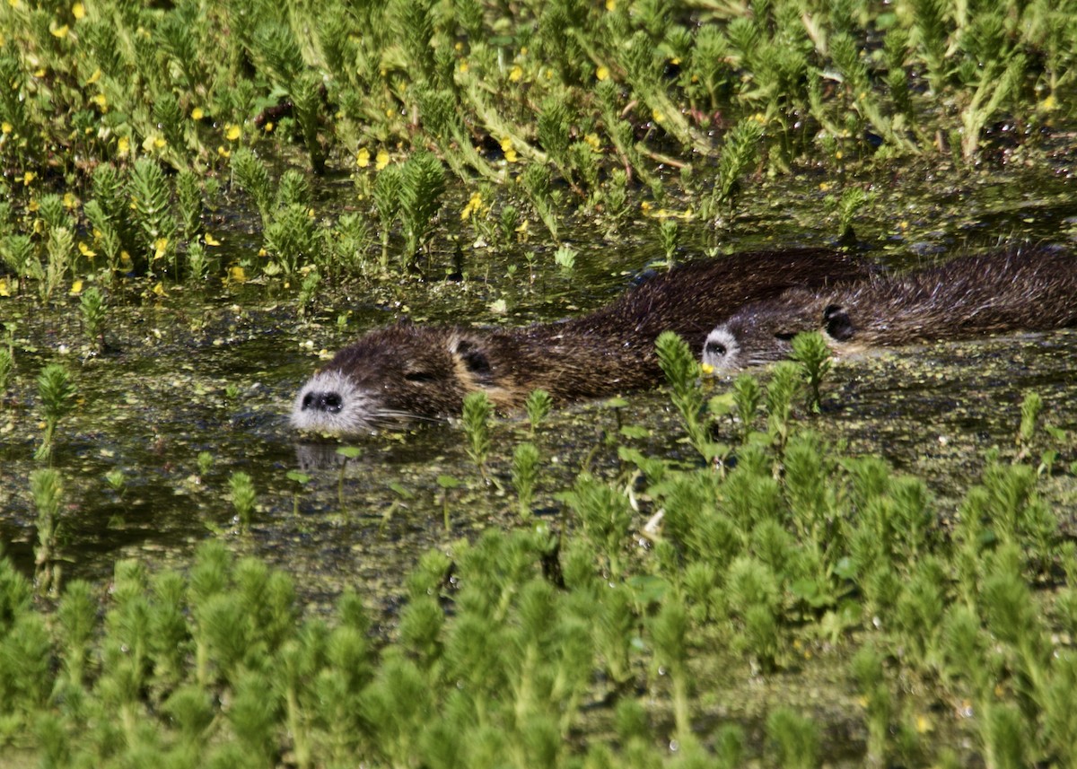 哺乳類 - ML646296862