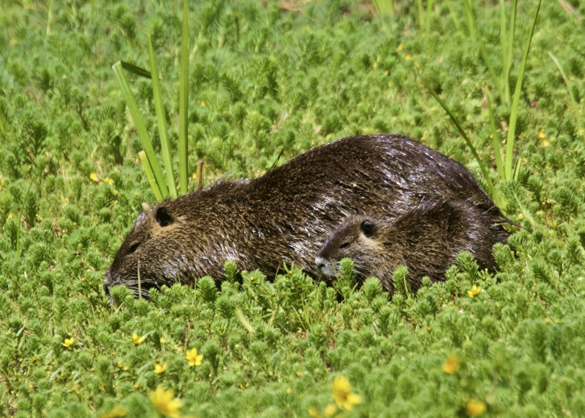 哺乳類 - ML646296863