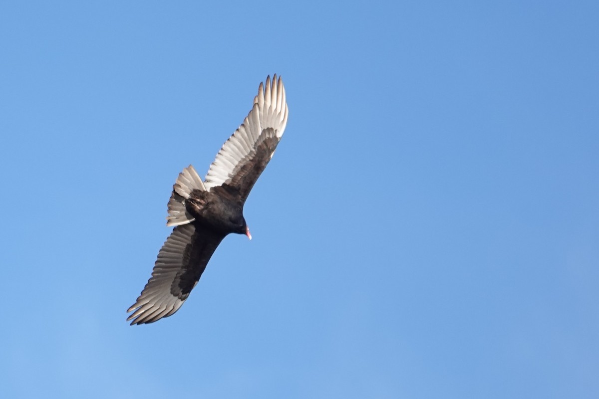 Turkey Vulture - ML646296872