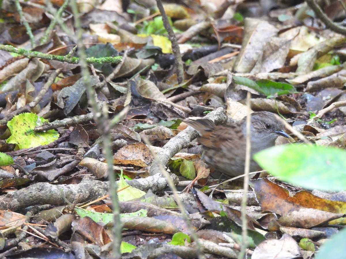 Dunnock - ML646296873