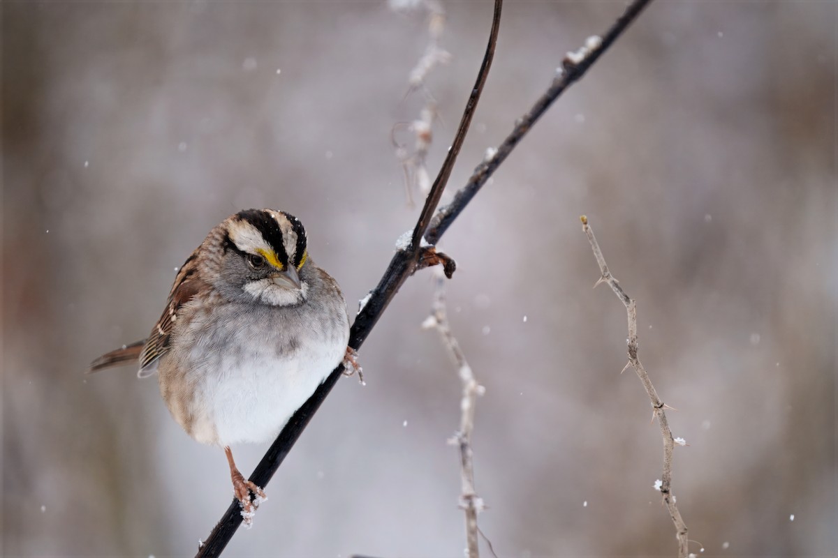 White-throated Sparrow - ML646296874