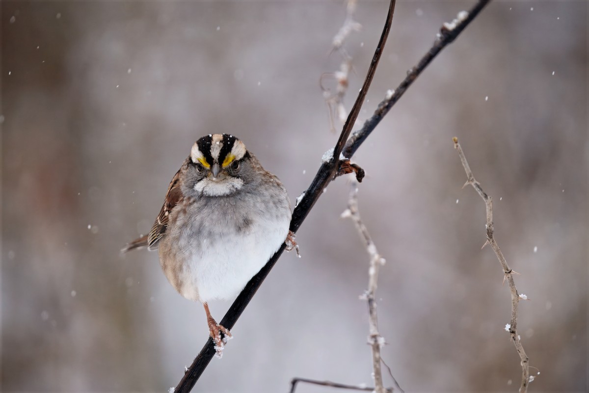 White-throated Sparrow - ML646296875