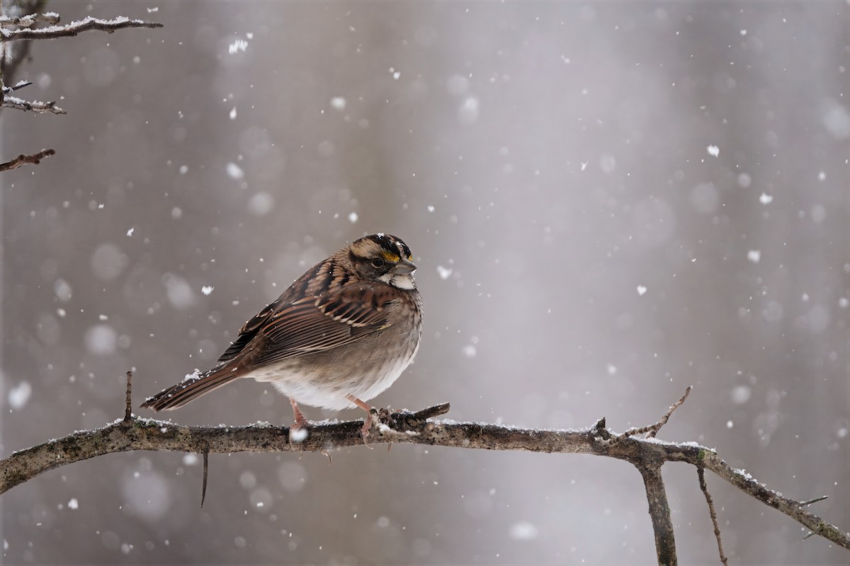White-throated Sparrow - ML646296876