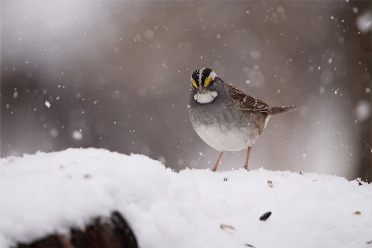 White-throated Sparrow - ML646296880