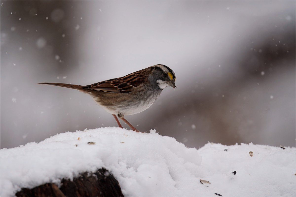 White-throated Sparrow - ML646296881