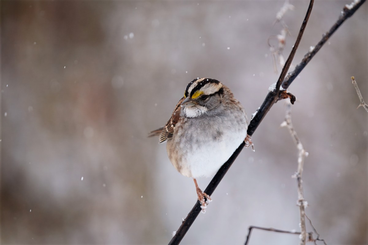 White-throated Sparrow - ML646296882