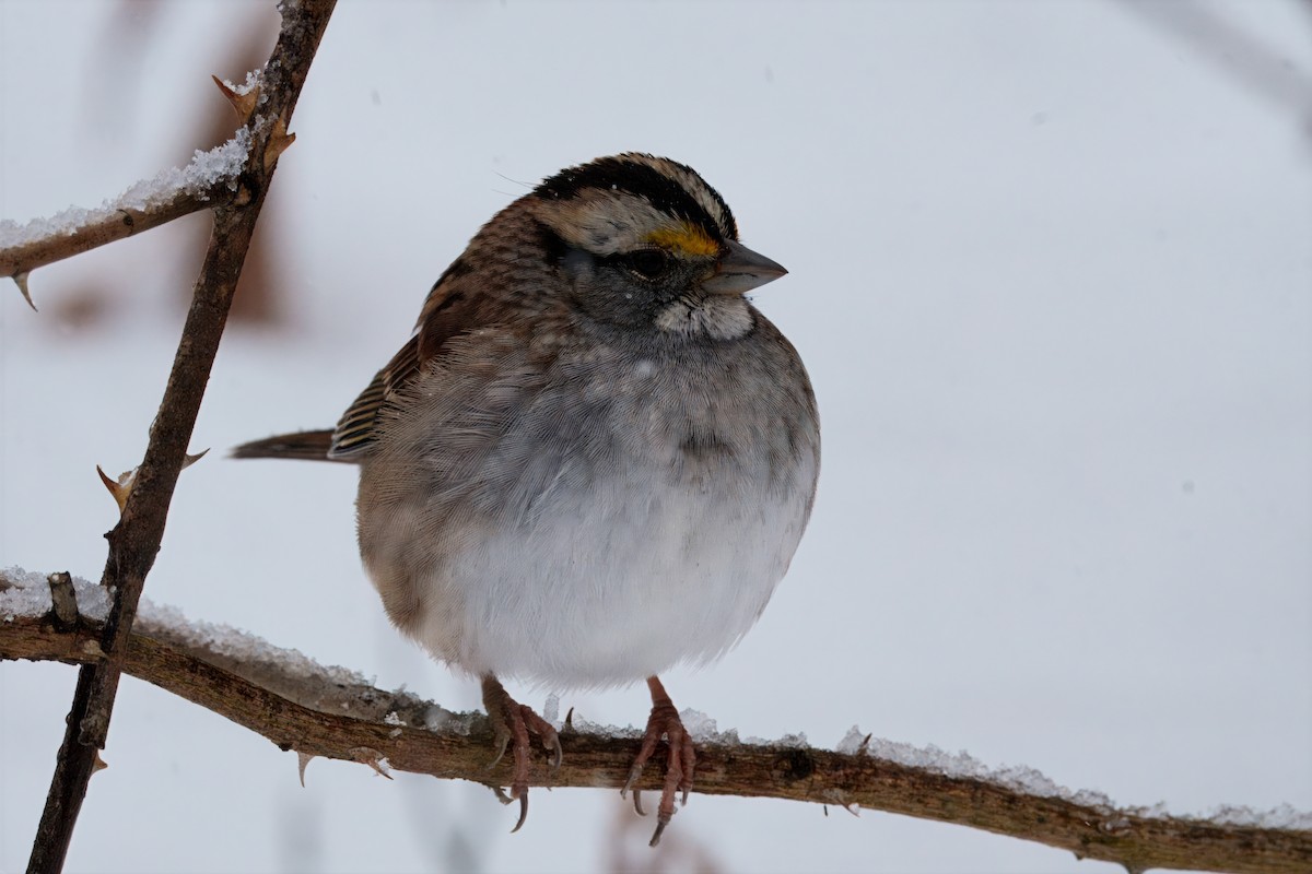 White-throated Sparrow - ML646296883