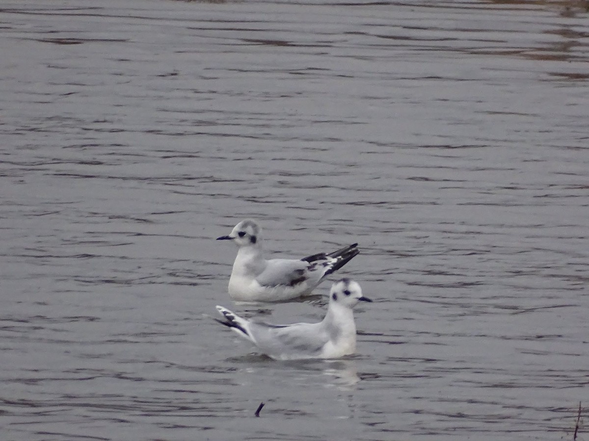 小鷗 - ML646296884