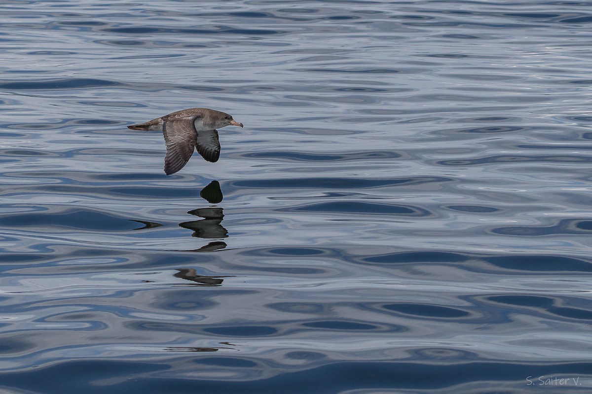 Pink-footed Shearwater - ML646296885