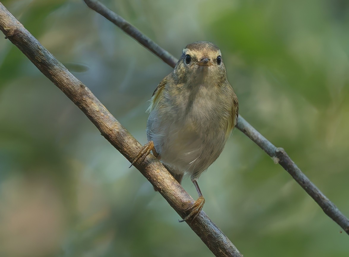 Yellow-browed Warbler - ML646296886