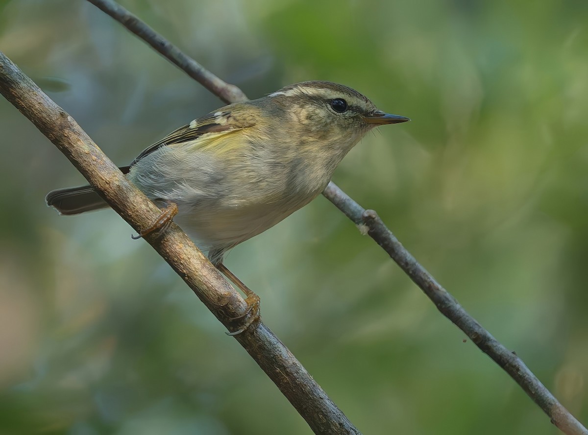 Yellow-browed Warbler - ML646296887